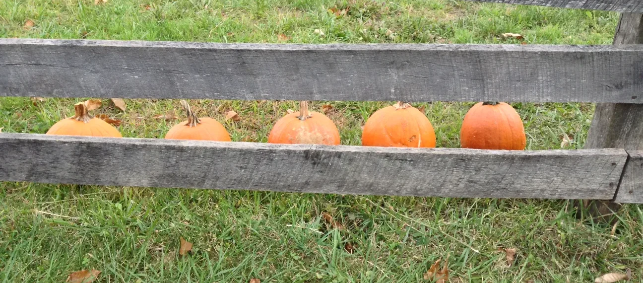 2014-10-18 Pumpkinfest 003